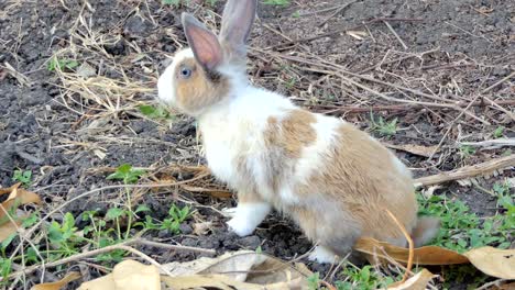 Conejo-silvestre-en-la-naturaleza.