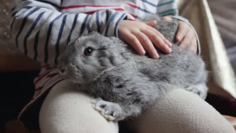 The-gray-rabbit-sits-on-the-knees-of-a-child