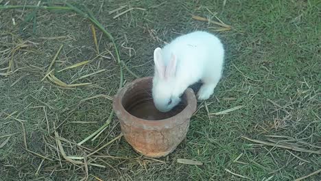 Rabbit-eating-and-nibbling-grass.