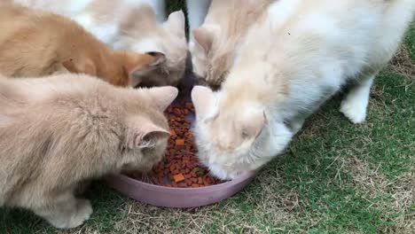 Kittens-Eating