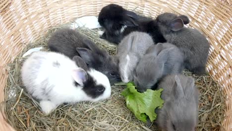 Zwanzig-Tage-Baby-Kaninchen-essen-Gemüse-in-einem-Heunest