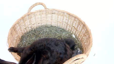 Lovely-twenty-days-baby-rabbit-with-its-mom-in-a-hay-nest