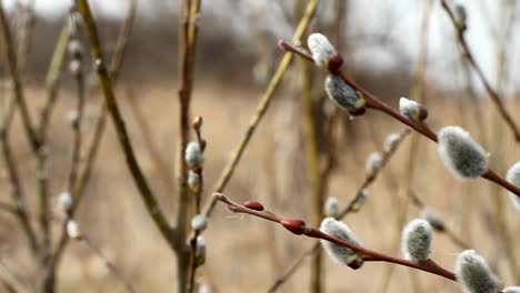 A-close-up-of-a-willow-blossom,-willow-katkins,-selective-focus,-Easter-background-or-concept.-Spring-branches-willow-seals.-Spring-buds-on-the-willow-tree.