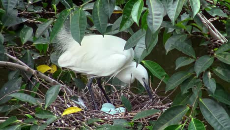 4k,-Little-egret-cuidar-el-nido-con-huevos-azules-en-el-árbol-del-lago-en-Taipei