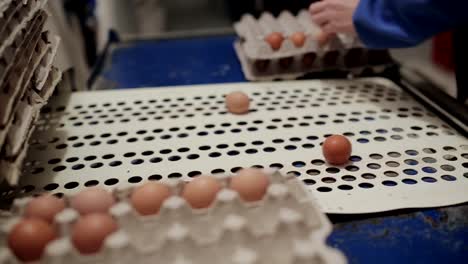 Chicken-farm-poultry-workers-sorting-eggs-at-factory-conveyor.-Poultry-farm-industrial-production-line.