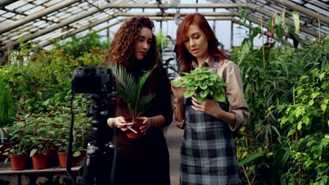 Popular-bloggers-owners-of-greenhouse-are-recording-video-about-pot-flowers-with-camera.-Many-green-plants-in-pots-ang-glass-walls-and-roof-are-in-background.