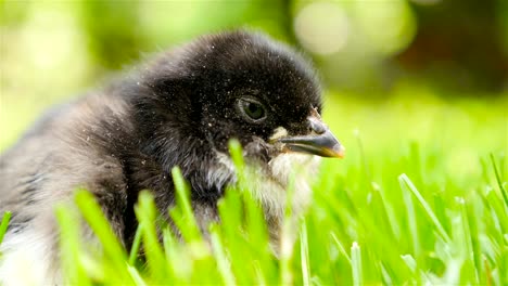 Pollito-recién-nacido-en-el-pasto.-Abre-el-pico