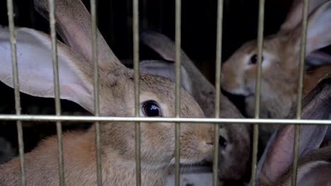 Rabbits-in-the-cage-eat-grass.