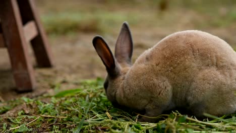 rabbits-eating-grass-on-the-floor-in-the-cage