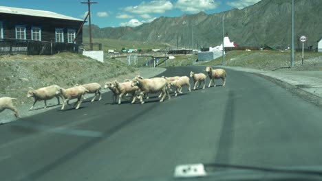 a-herd-of-sheep-crosses-the-road-in-a-mountain-village