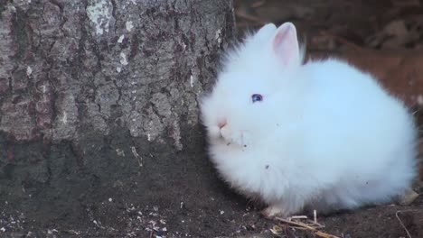 Adorable-conejo-de-cerca