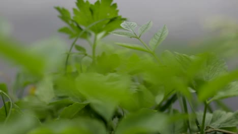 Verde-pasto-moviéndose-en-la-brisa-de-primavera