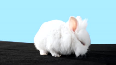 An-adorable-baby-bunny-looks-around-and-then-jumps-out-of-frame