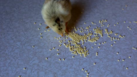 un-pequeño-pollo-recién-nacido-camina-sobre-una-mesa-de-madera-y-picotean-grano.