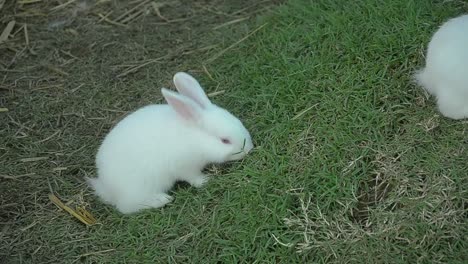 Rabbit-eating-and-nibbling-grass.