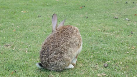 RABIT-Reinigungsfelle-und-Entspannung-in-der-Natur-4K