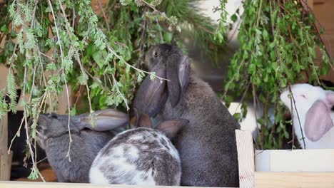 Baby-Rabbits-comiendo-vegetación