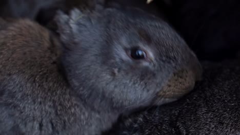 Pequeño-conejo-lamiendo-otro-conejo