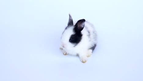 Lovely-twenty-days-rabbit-on-white-background