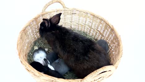 Lovely-twenty-days-baby-rabbit-with-its-mom-in-a-hay-nest