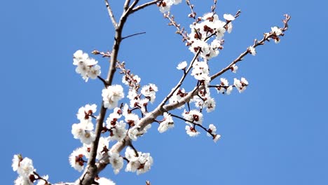 Die-Biene-poltert-die-Aprikosenblume