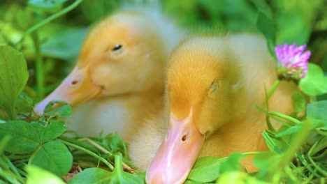 Cute-Duckling-Relaxing