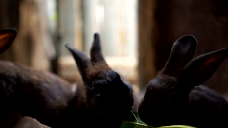 Kleines-Kaninchen,-das-grüne-Blätter-im-Stift-isst.-Kaninchenfarm-Fütterung-Tiere