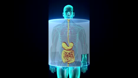 Zooming-Human-the-internal-organs,-Digestion-system.-front-view.