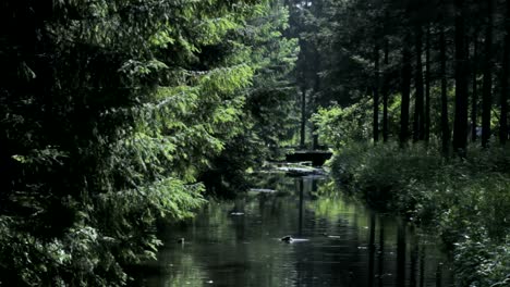 Pedestrian-bridge-over-the-canal-with-ducks-in-a-green-park,-Catherine-Park,-Tsarskoye-Selo-Pushkin,-Saint-Petersburg