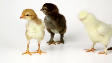 Pequeñas-polluelos-de-pollo-lindo-sobre-fondo-blanco