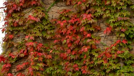 Brick-walls-covered-with-red-and-green-ivy-leaves,-autumn-in-the-city,-park