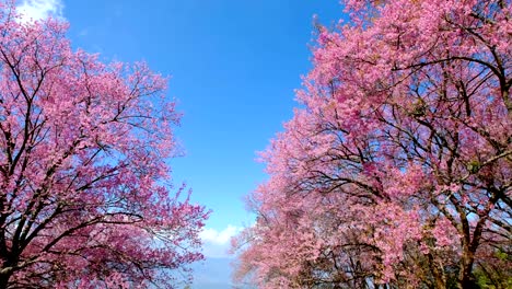 cerezo-rosa-en-flor