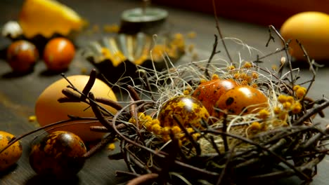 Panorama-of-yellow-colored-quail-eggs-are-laid-in-the-Easter-nest