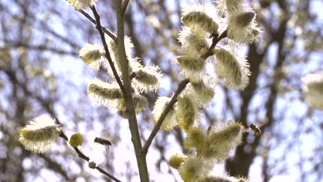 fleißige-Bienen-sammeln-Nektar-für-Honig-aus-Weide-Kätzchen-in-Zeitlupe