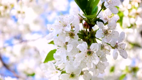 Kirschenblüten-hautnah-an-den-sonnigen-Garten