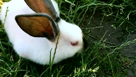 Hermosa-joven-pequeño-conejo-sobre-la-verde-hierba-en-día-de-verano.