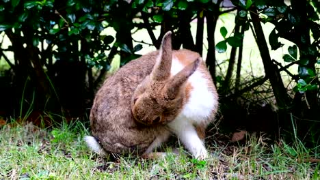 Cute-brown-rabbit-licking-and-sitting-on-grass-in-forest-Thailand,-UHD-4K-video