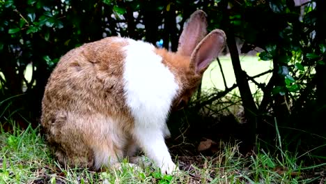 Cute-brown-rabbit-licking-and-sitting-on-grass-in-forest-Thailand,-UHD-4K-video