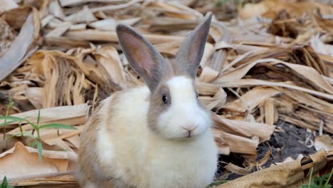 Thai-domestic-rabbit-in-nature.