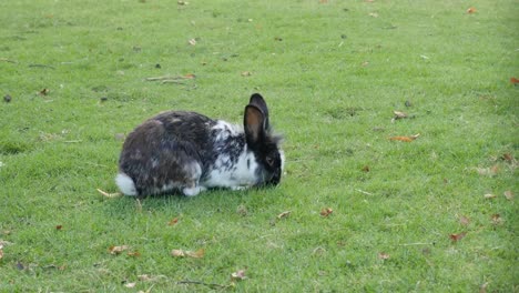 Lovely-bunny-in-the-field-eating-grass-4K