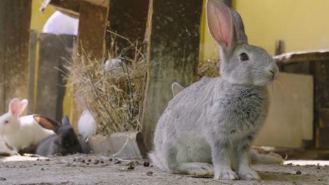 Ein-Kaninchen,-das-grünes-Gras-in-der-Wiese-isst-und-sich-um-die-Natur-umschaut,-die-es-umgibt.