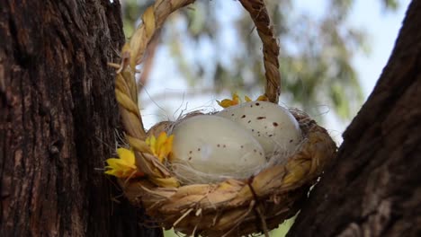 Wachteleier-in-The-Nest,-Osterthema,-Wachtel-Nest.-Korb-mit-zwei-Eiern-und-Blume-zwischen-Bäumen