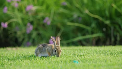 Rabbit-eating-in-the-grass