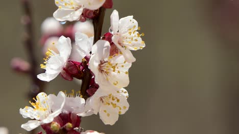 Spring-flowers.-Beautiful-Spring-cherry-tree-blossom,-extreme-close-up.-Easter-fresh-pink-blossoming-cherry-closeup.