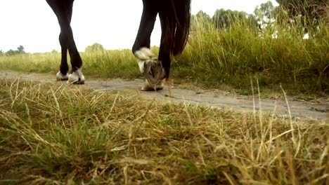 big-strong-horse-goes-on-the-road