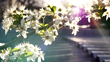 flor-de-primavera-árbol-flores-4k