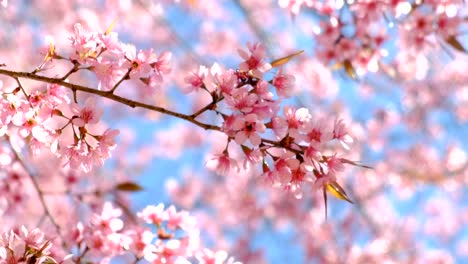 Cerezos-en-flor-