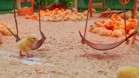 Small-chicks-play-and-relax-in-the-paddock