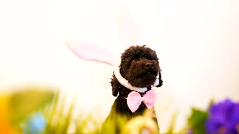 Funny-little-dog-wearing-Easter-bunny-ears