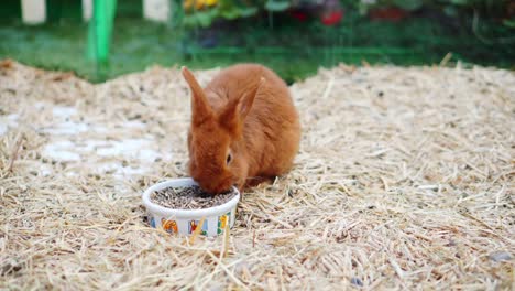 Easter-bunnies-play,-eat-and-rest-in-the-paddock.